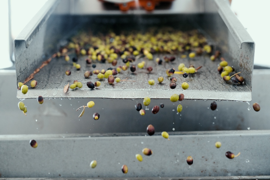 Sabor, tradición e innovación en los olivares uruguayos