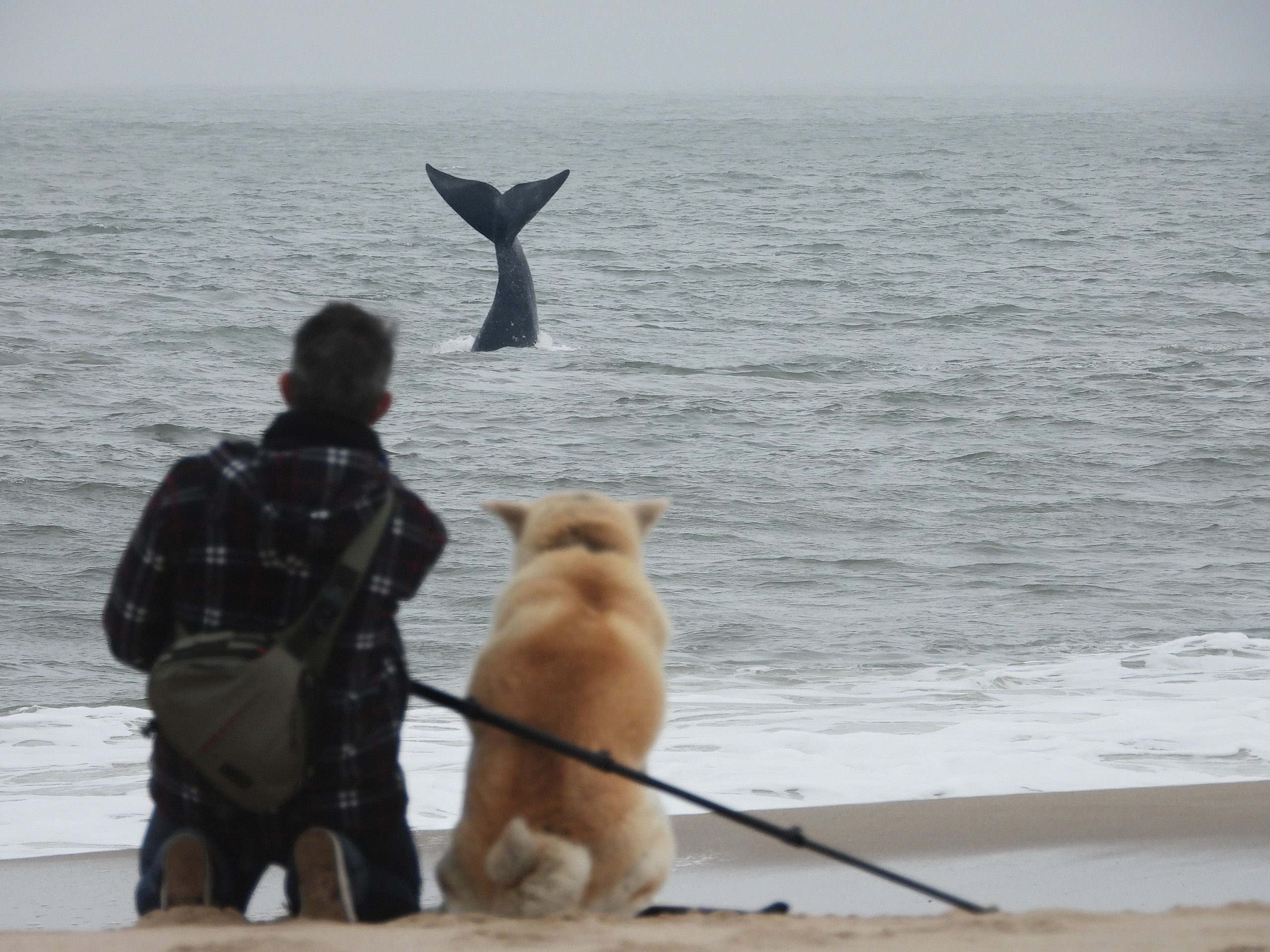 Avistaje de Ballenas en Uruguay: una aventura única